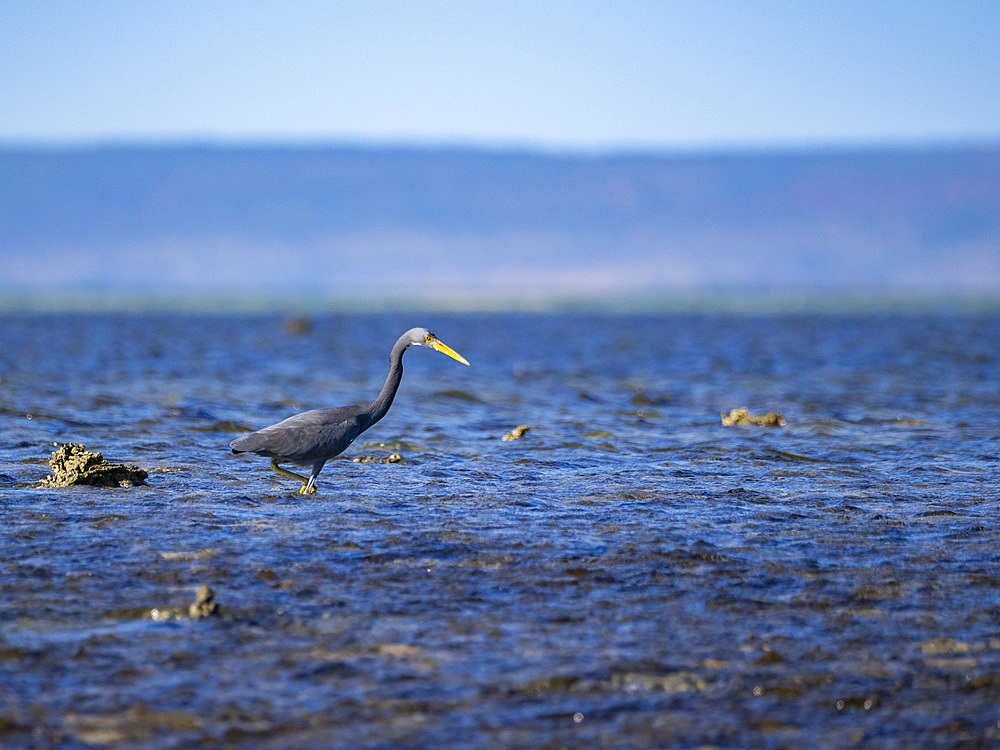 An adult Pacific reef heron (Egretta sacra), hunting for prey on Montgomery Reef, Kimberley, Western Australia, Australia, Pacific