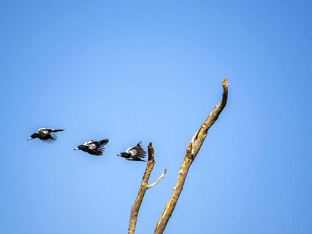 Adult pied butcherbirds (Cracticus nigrogularis), taking flight in Vansittart Bay, Kimberley, Western Australia, Australia, Pacific