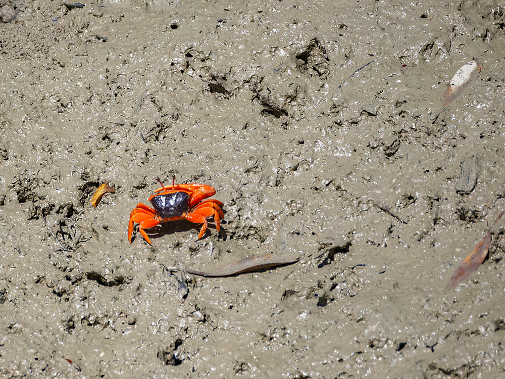 Adult flame-backed fiddler crab (Tubuca flammulain), Porosus Creek, Frederick Harbor, Kimberley, Western Australia, Australia, Pacific