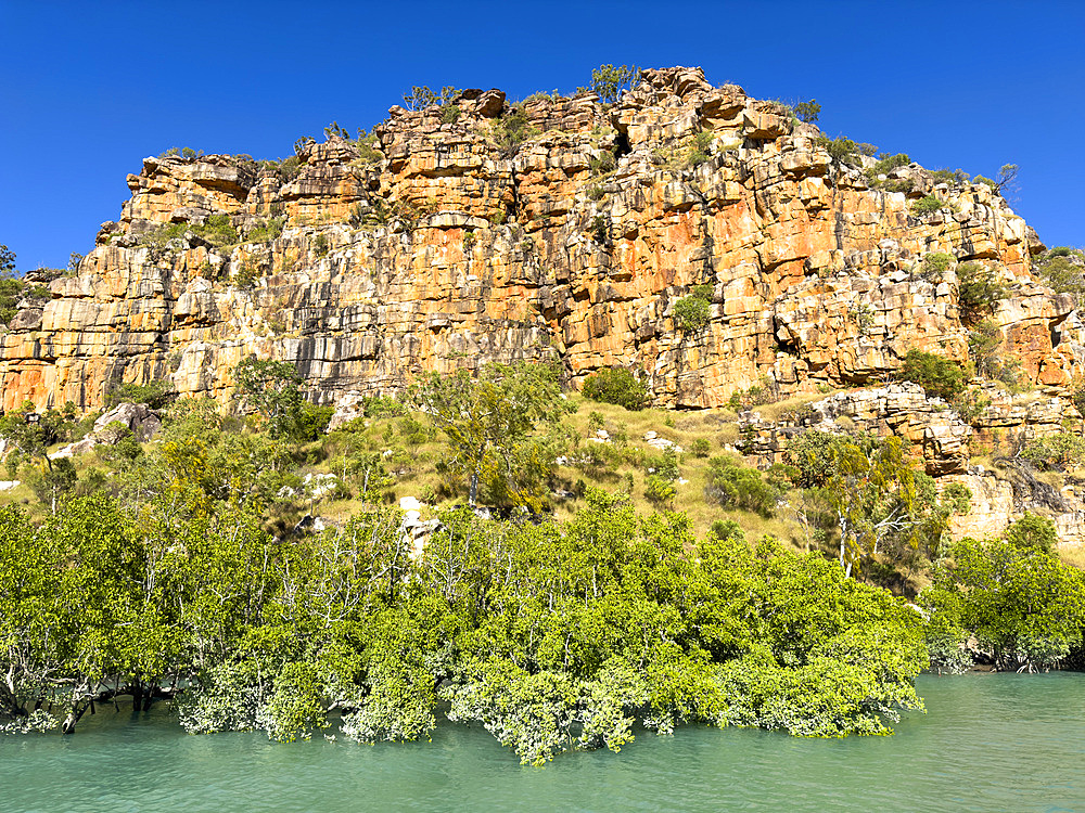 Mangroves in front of the King Leopold sandstone formations, Hunter River, Frederick Harbor, Kimberley, Western Australia, Australia, Pacific