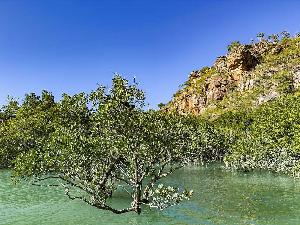 Mangroves in front of the King Leopold sandstone formations, Hunter River, Frederick Harbor, Kimberley, Western Australia, Australia, Pacific