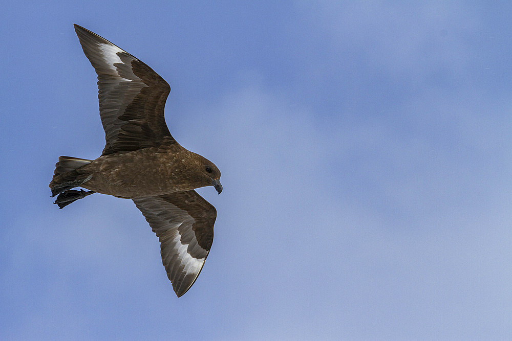 Adult brown Skua (Catharacta antarctica), in flight near the Antarctic peninsula in the Southern Ocean, Antarctica, Polar Regions