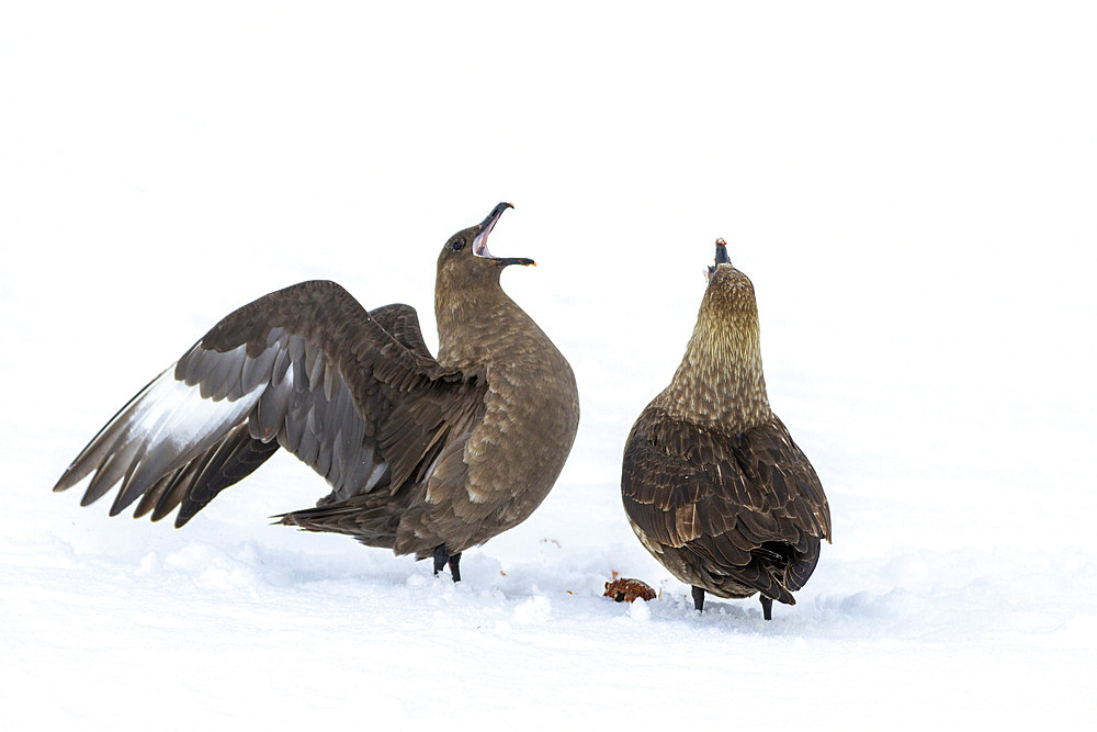 Adult brown skuas, working together to steal a penguin egg near the Antarctic peninsula in the Southern Ocean, Antarctica, Polar Regions