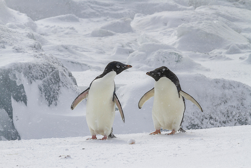 Adelie penguins (Pygoscelis adeliae), in snow storm at breeding colony at Brown Bluff, Antarctic Peninsula, Antarctica, Polar Regions