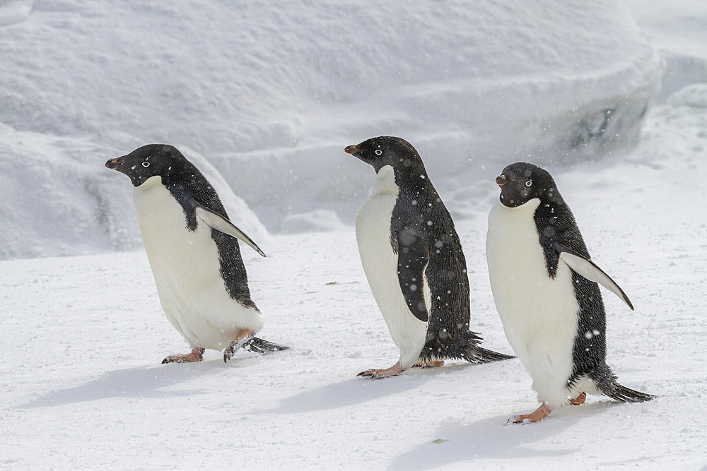 Adelie penguins (Pygoscelis adeliae), in snow storm at breeding colony at Brown Bluff, Antarctic Peninsula, Antarctica, Polar Regions