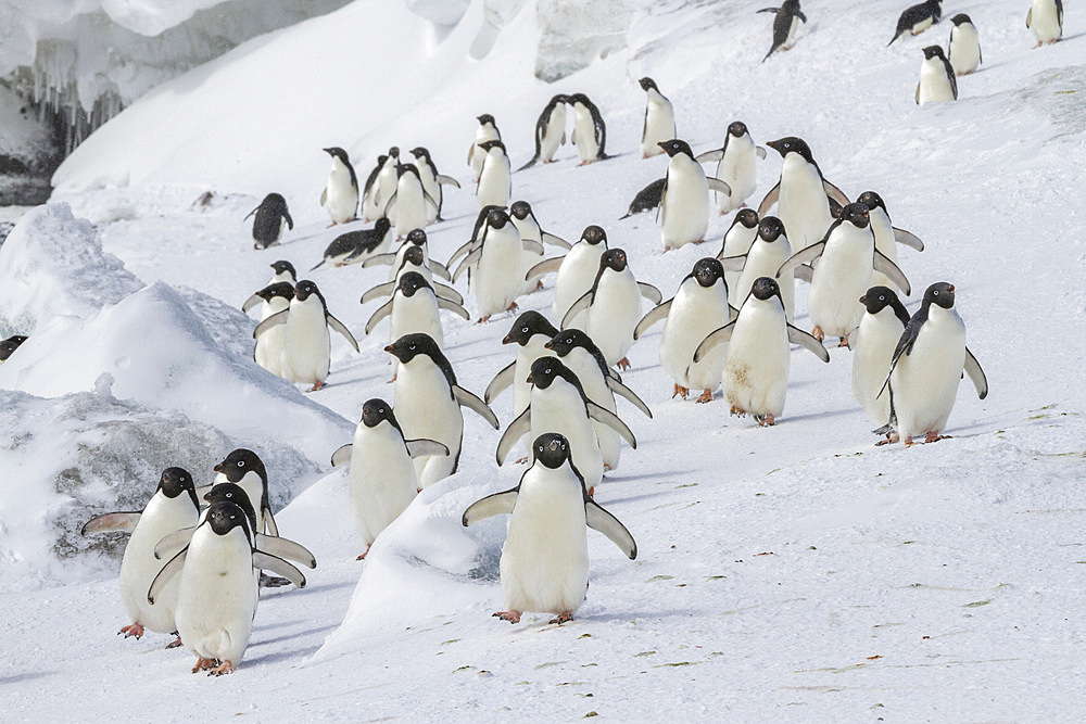 Adelie penguins (Pygoscelis adeliae), at breeding colony at Brown Bluff on the eastern side of the Antarctic Peninsula, Antarctica, Polar Regions