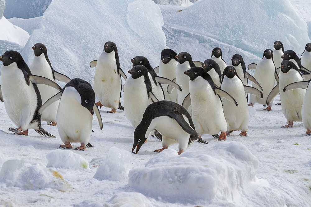 Adelie penguins (Pygoscelis adeliae), at breeding colony at Brown Bluff on the eastern side of the Antarctic Peninsula, Antarctica, Polar Regions