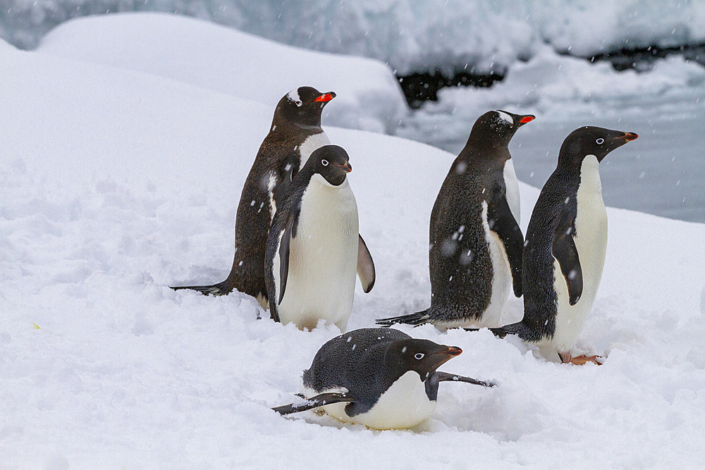 Adelie penguins (Pygoscelis adeliae), with chinstrap penguins (Pygoscelis antarctica), on ice at Booth Island, Antarctica, Polar Regions