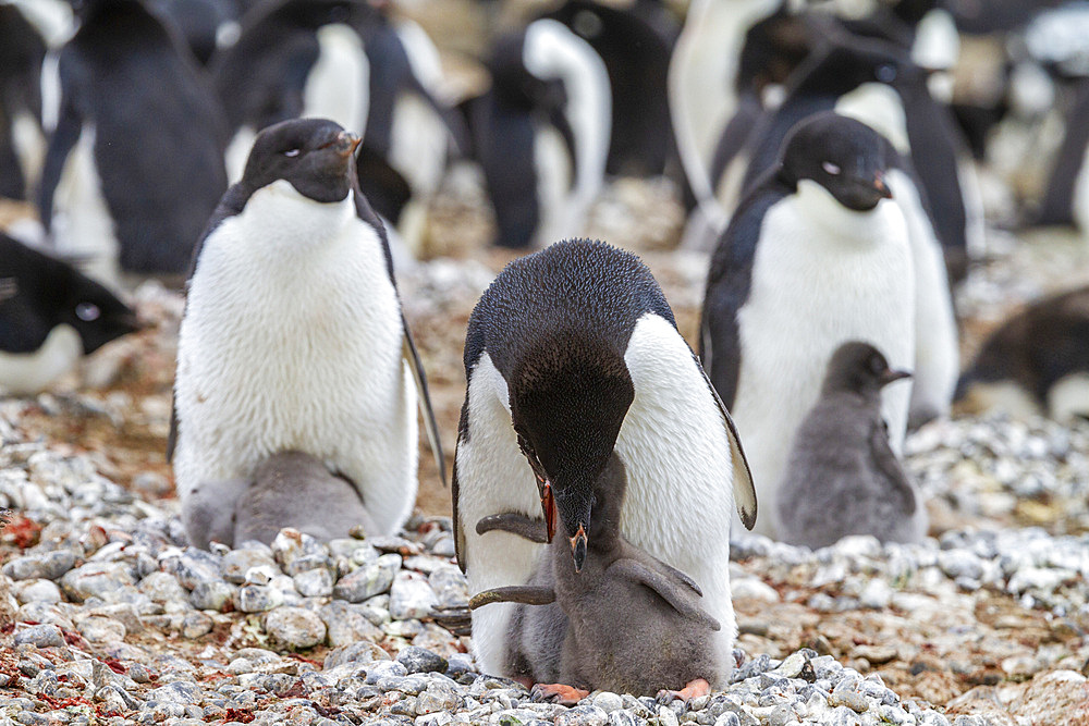 Adelie penguin (Pygoscelis adeliae), feeding chick at breeding colony at Brown Bluff, Antarctic Peninsula, Antarctica, Polar Regions