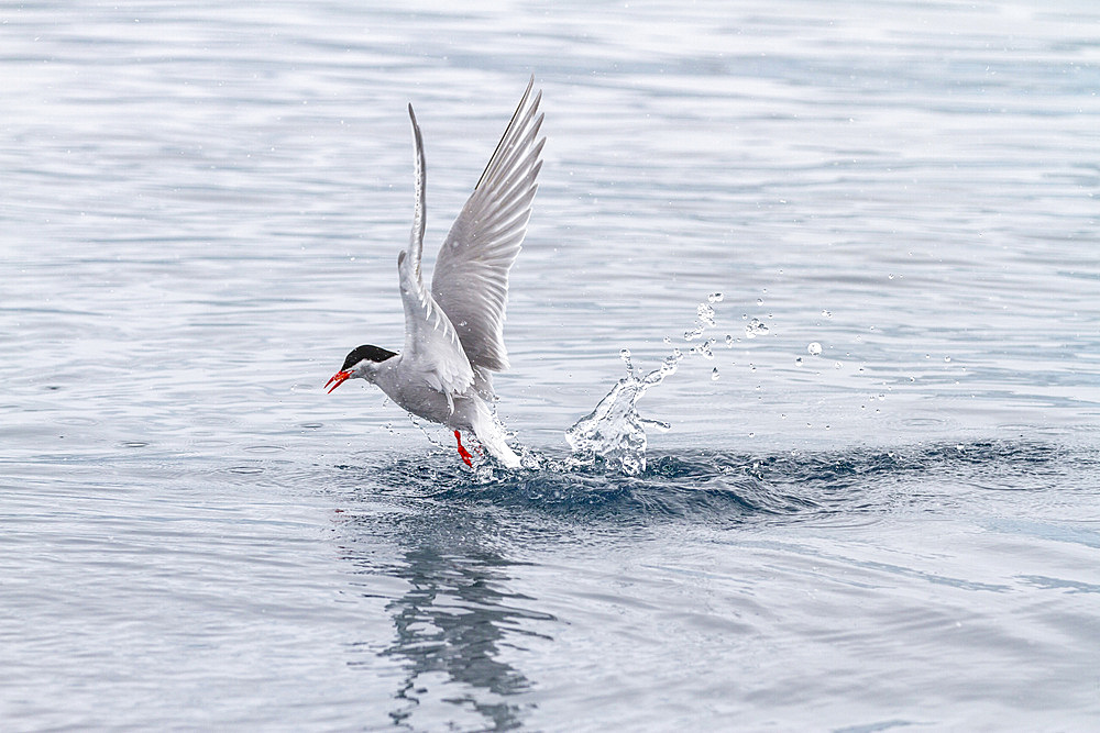 Antarctic tern (Sterna vittata), feeding in the Enterprise Islands, Antarctica, Southern Ocean, Polar Regions