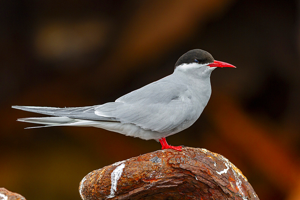 Antarctic tern (Sterna vittata), on the wreck of the Guvernoren in the Enterprise Islands, Antarctica, Southern Ocean, Polar Regions