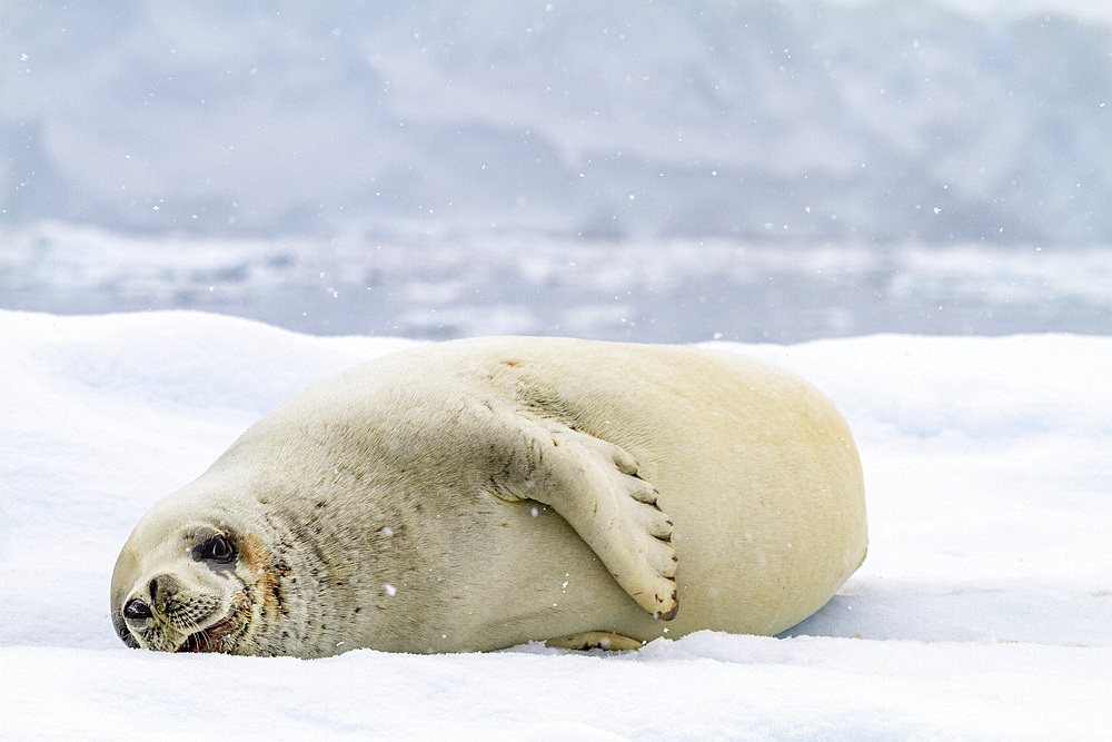 Adult crabeater seal (Lobodon carcinophaga), hauled out on iceberg at Booth Island near the Antarctic Peninsula, Polar Regions