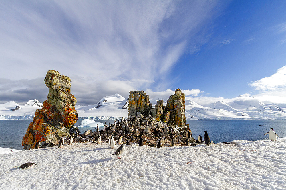 Chinstrap penguins (Pygoscelis antarctica), breeding colony at Half Moon Island, Antarctica, Southern Ocean, Polar Regions