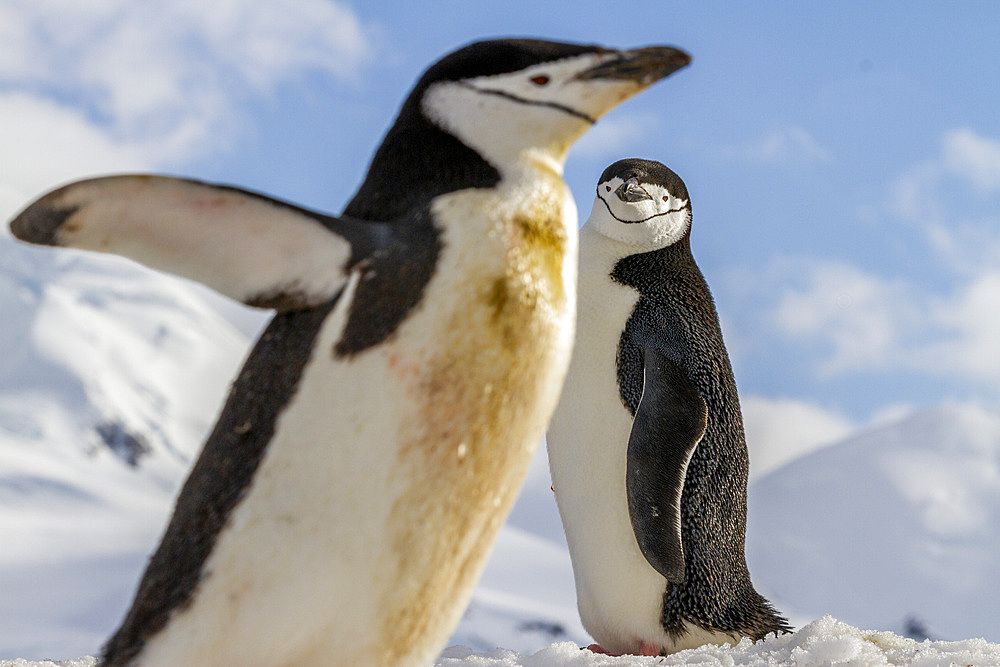 Adult chinstrap penguin (Pygoscelis antarctica), breeding colony at Half Moon Island, Antarctica, Southern Ocean, Polar Regions