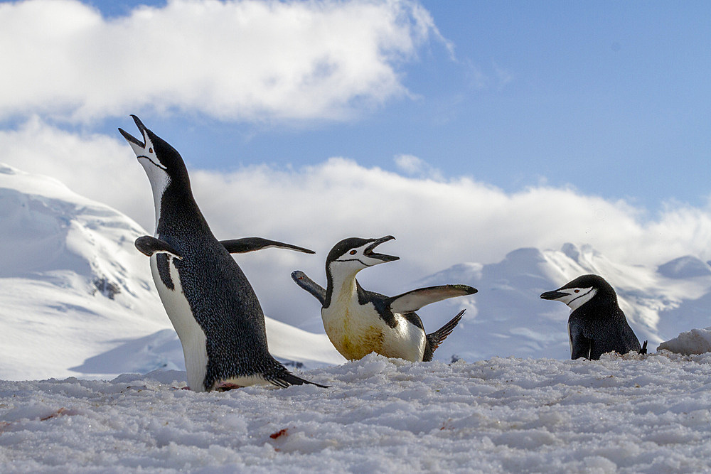 Chinstrap penguins (Pygoscelis antarctica), ecstatic display at breeding colony at Half Moon Island, Antarctica, Polar Regions