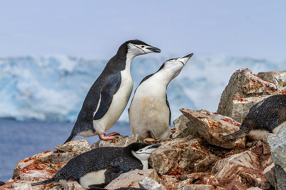 Chinstrap penguins (Pygoscelis antarctica), ecstatic display at breeding colony at Half Moon Island, Antarctica, Polar Regions