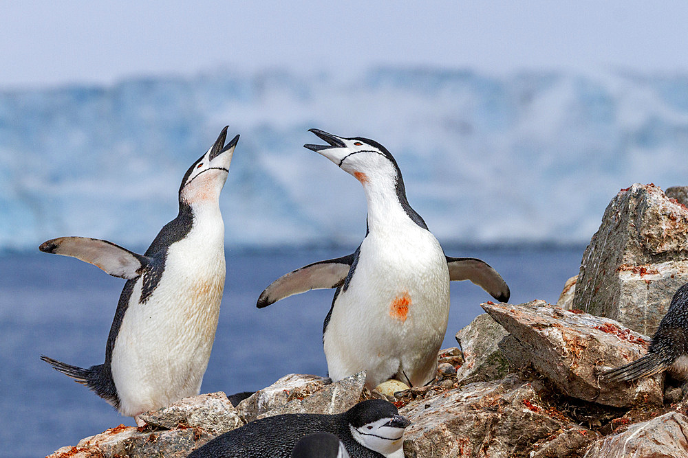 Chinstrap penguins (Pygoscelis antarctica), ecstatic display at breeding colony at Half Moon Island, Antarctica, Polar Regions