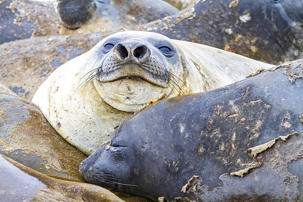 Southern elephant seals (Mirounga leonina), hauled out for their annual catastrophic molt (moult) on the beach at Snow Island, Antarctica, Polar Regions