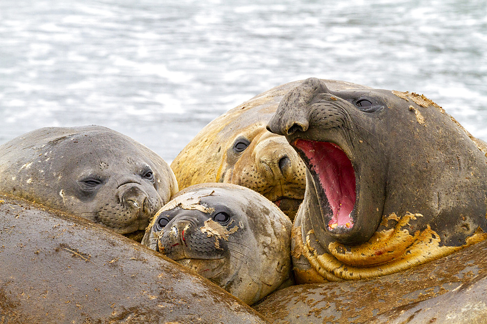 Southern elephant seals (Mirounga leonina), hauled out for their annual catastrophic molt (moult) on the beach at Snow Island, Antarctica, Polar Regions