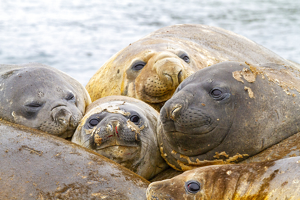 Southern elephant seals (Mirounga leonina), hauled out for their annual catastrophic molt (moult) on the beach at Snow Island, Antarctica, Polar Regions