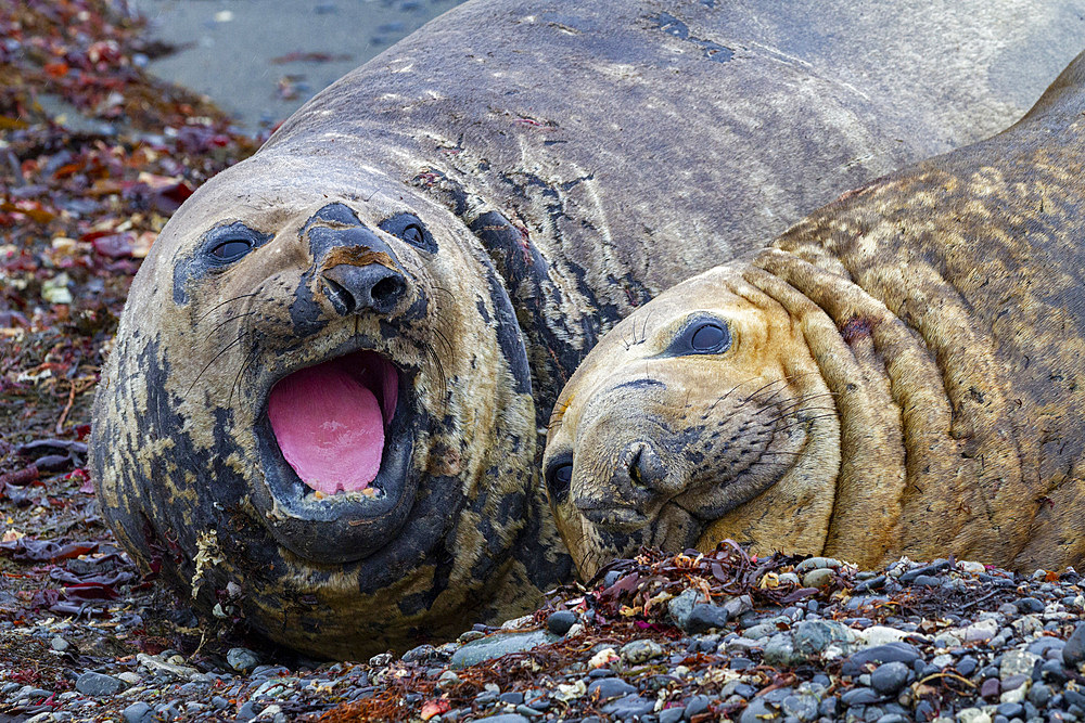 Southern elephant seals (Mirounga leonina), hauled out for their annual catastrophic molt (moult) on the beach at Snow Island, Antarctica, Polar Regions