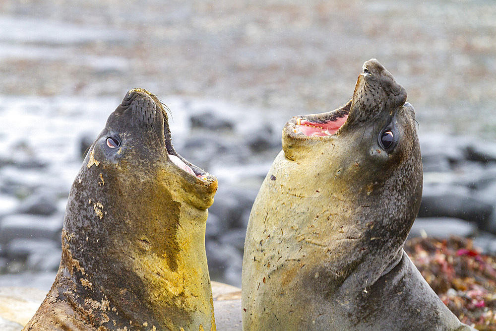 Southern elephant seals (Mirounga leonina), hauled out for their annual catastrophic molt (moult) on the beach at Snow Island, Antarctica, Polar Regions