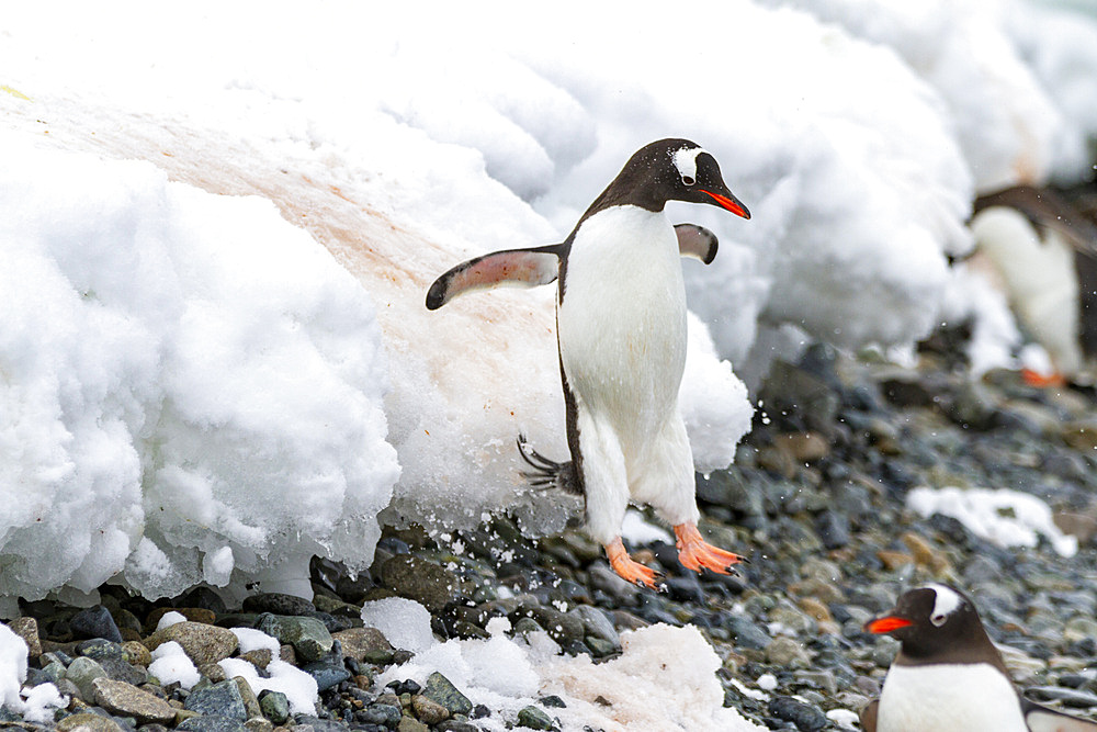 Adult gentoo penguin (Pygoscelis papua), leaping off ice shelf at Cuverville Island, Antarctica, Southern Ocean, Polar Regions