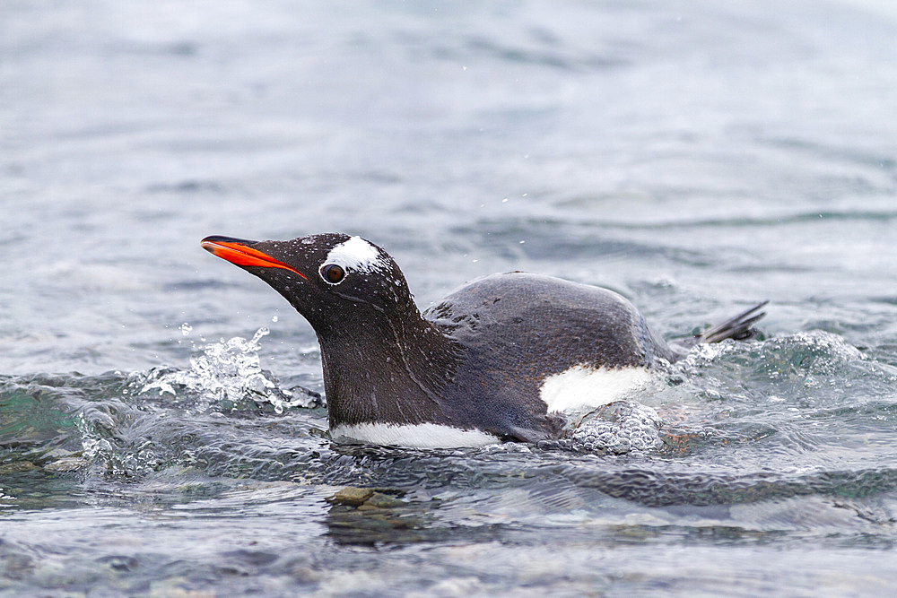 Adult gentoo penguin (Pygoscelis papua), returning from the sea at Booth Island, Antarctica, Southern Ocean, Polar Regions