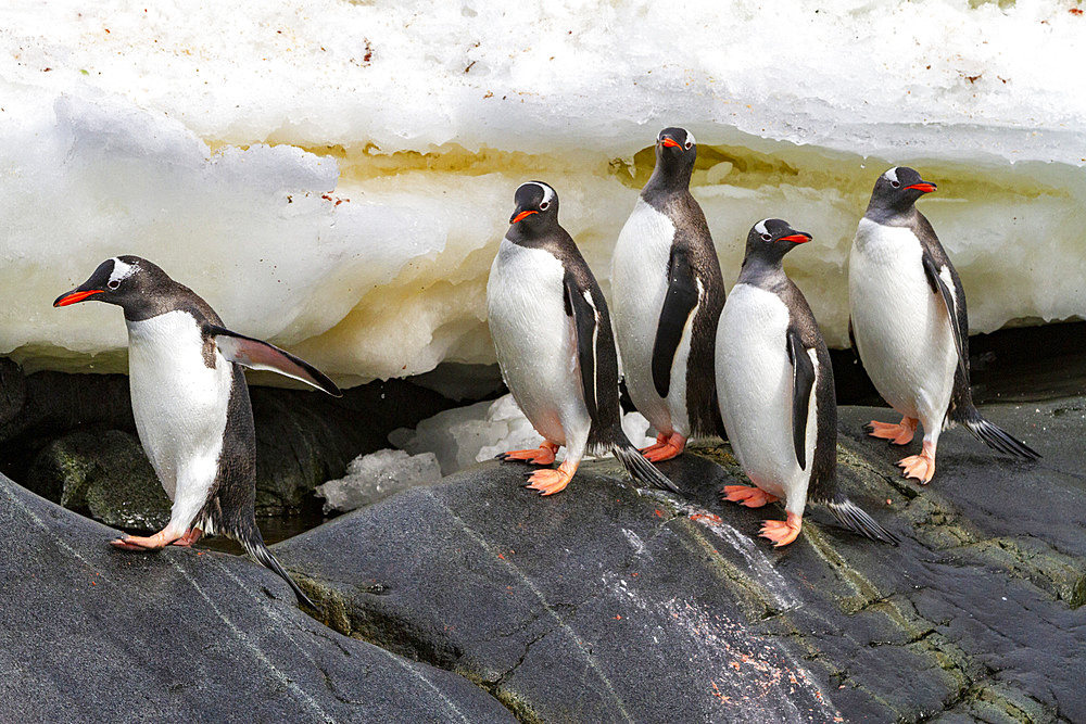 Adult gentoo penguins (Pygoscelis papua), returning and coming from the sea at Booth Island, Antarctica, Southern Ocean, Polar Regions