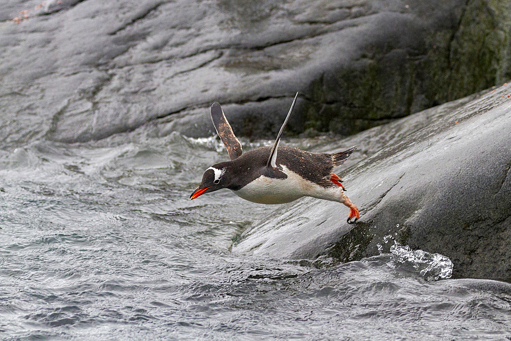 Adult gentoo penguin (Pygoscelis papua), leaping into the sea at Booth Island, Antarctica, Southern Ocean, Polar Regions