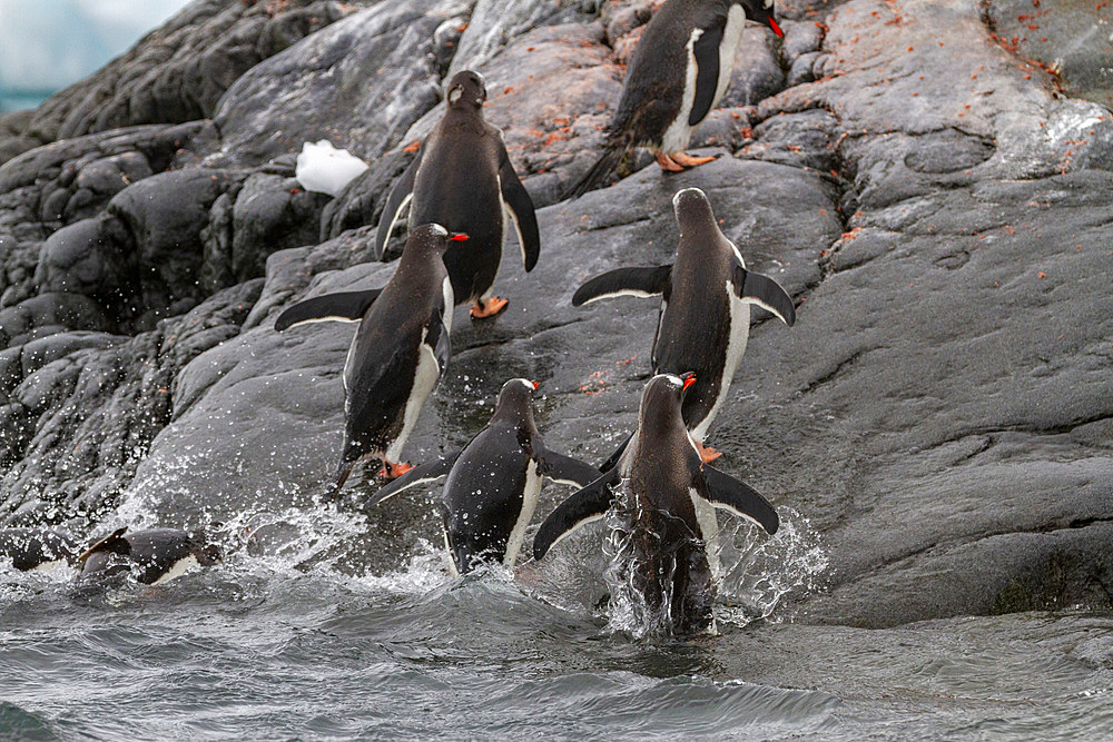 Adult gentoo penguins (Pygoscelis papua), returning and coming from the sea at Booth Island, Antarctica, Southern Ocean, Polar Regions