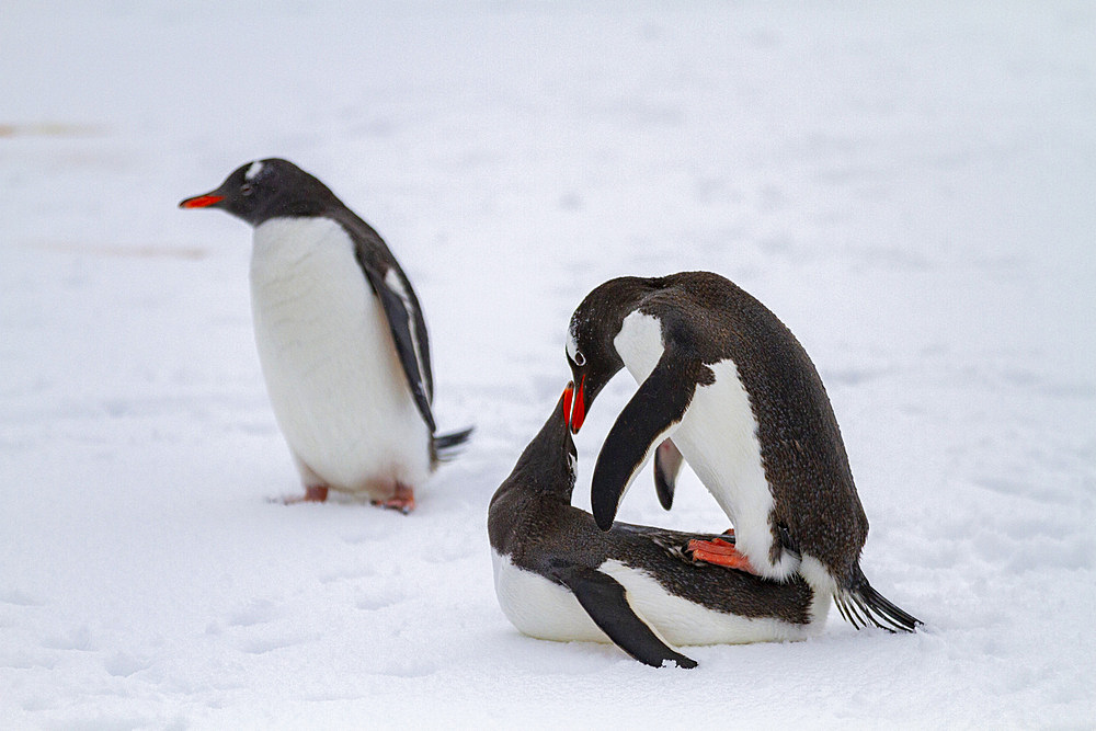 Adult gentoo penguin (Pygoscelis papua), mating at Booth Island, Antarctica, Southern Ocean, Polar Regions