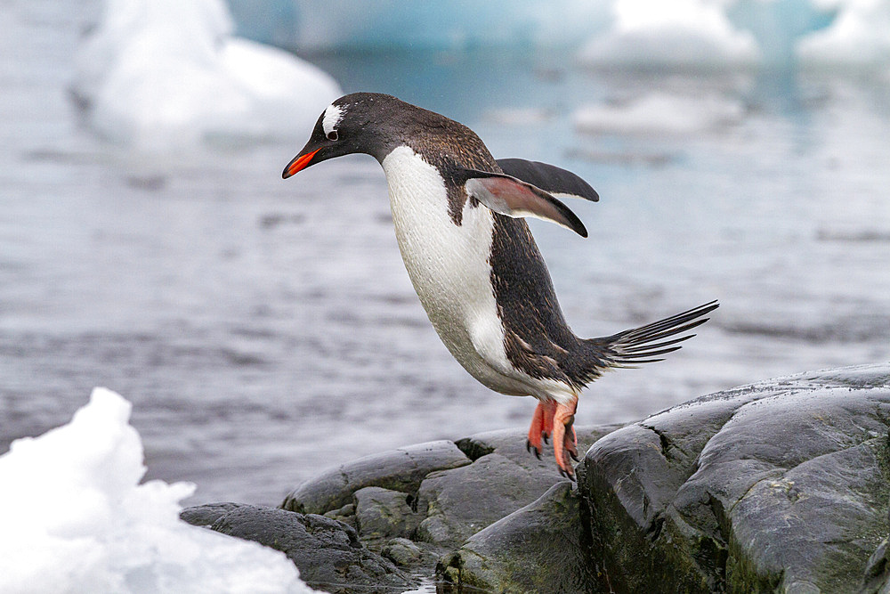 Adult gentoo penguins (Pygoscelis papua), returning and coming from the sea at Booth Island, Antarctica, Southern Ocean, Polar Regions