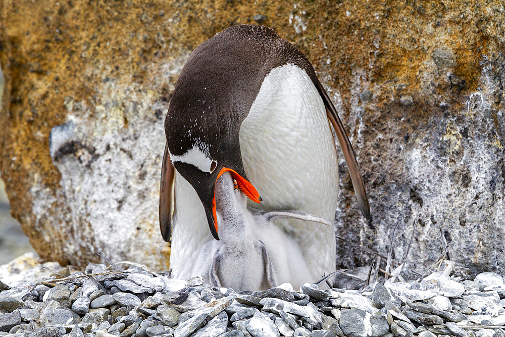 Adult gentoo penguin (Pygoscelis papua), feeding chicks at Brown Bluff near the Antarctic Peninsula, Southern Ocean, Polar Regions