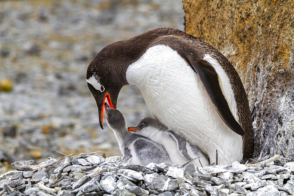 Adult gentoo penguin (Pygoscelis papua), feeding chicks at Brown Bluff near the Antarctic Peninsula, Southern Ocean, Polar Regions