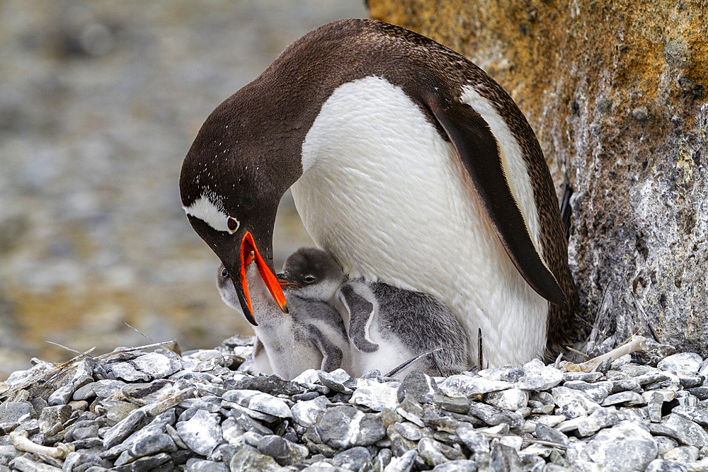 Adult gentoo penguin (Pygoscelis papua), feeding chicks at Brown Bluff near the Antarctic Peninsula, Southern Ocean, Polar Regions