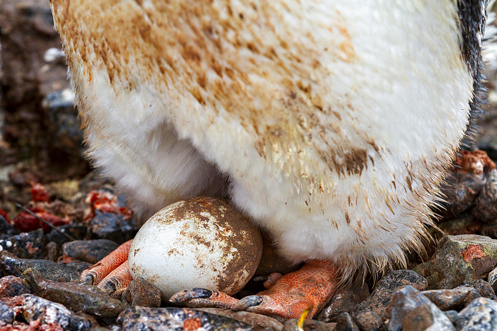 Adult gentoo penguin (Pygoscelis papua), on eggs at Port Lockroy, Antarctica, Southern Ocean, Polar Regions