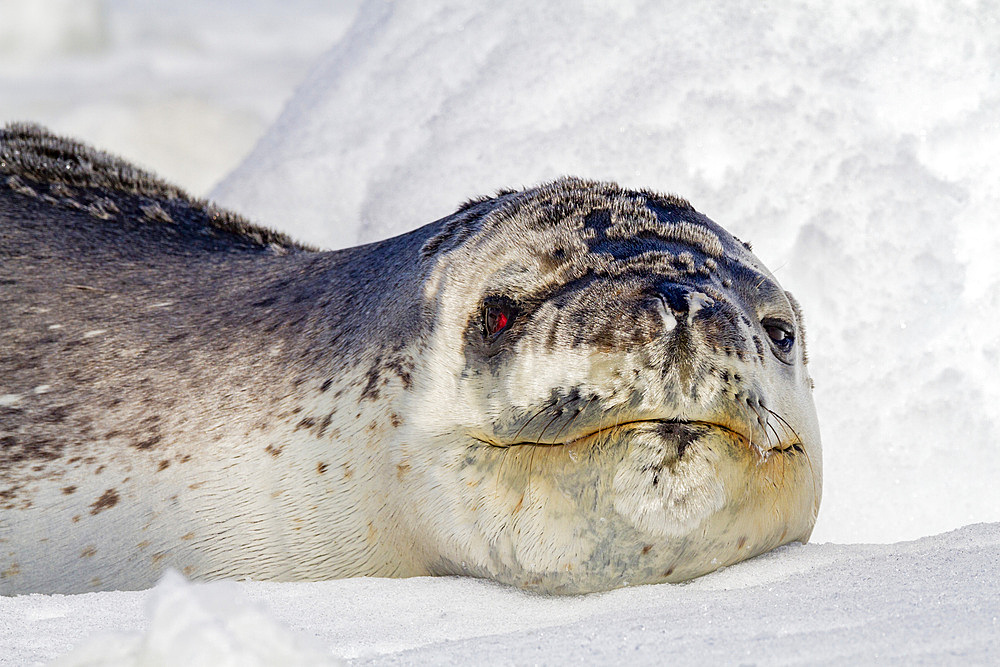 Adult leopard seal (Hydrurga leptonyx), hauled out on ice floe at Dorian Bay near the Antarctic Peninsula, Southern Ocean, Polar Regions