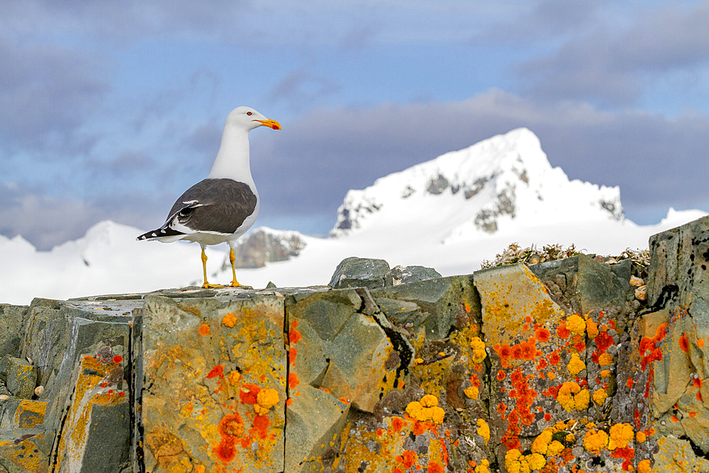 Adult kelp gull (Larus dominicanus), nesting on lichen covered rocks on Half Moon Island in Antarctica, Southern Ocean, Polar Regions