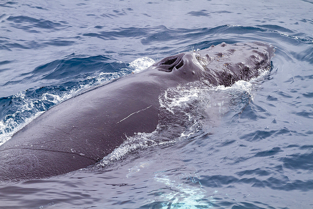 Humpback whale (Megaptera novaeangliae), surfacing off Half Moon Island in the South Shetland Island Group, Antarctica, Polar Regions