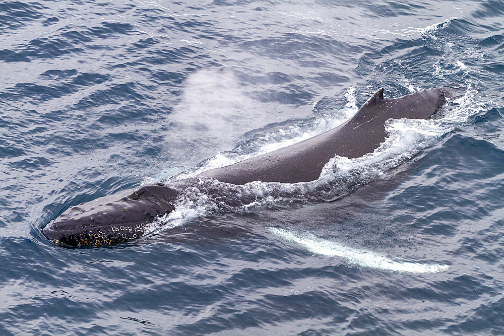 Humpback whale (Megaptera novaeangliae), surfacing off Half Moon Island in the South Shetland Island Group, Antarctica, Polar Regions