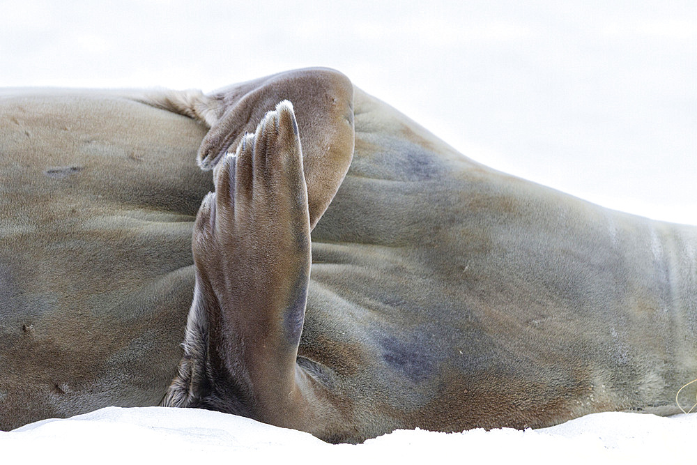 Weddell Seal (Leptonychotes weddellii), hauled out on ice at Half Moon Island, Antarctica, Southern Ocean, Polar Regions