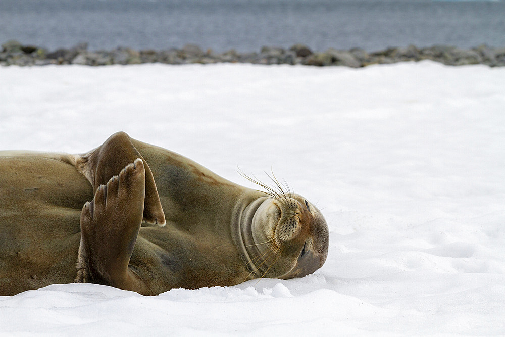 Weddell Seal (Leptonychotes weddellii), hauled out on ice at Half Moon Island, Antarctica, Southern Ocean, Polar Regions