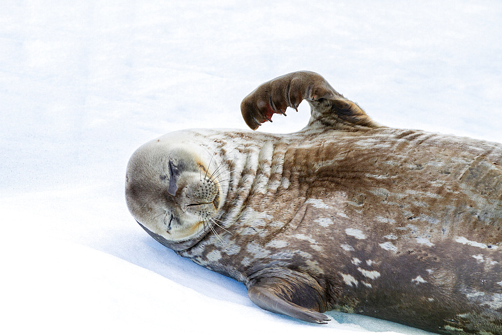 Weddell Seal (Leptonychotes weddellii), hauled out on ice at Half Moon Island, Antarctica, Southern Ocean, Polar Regions