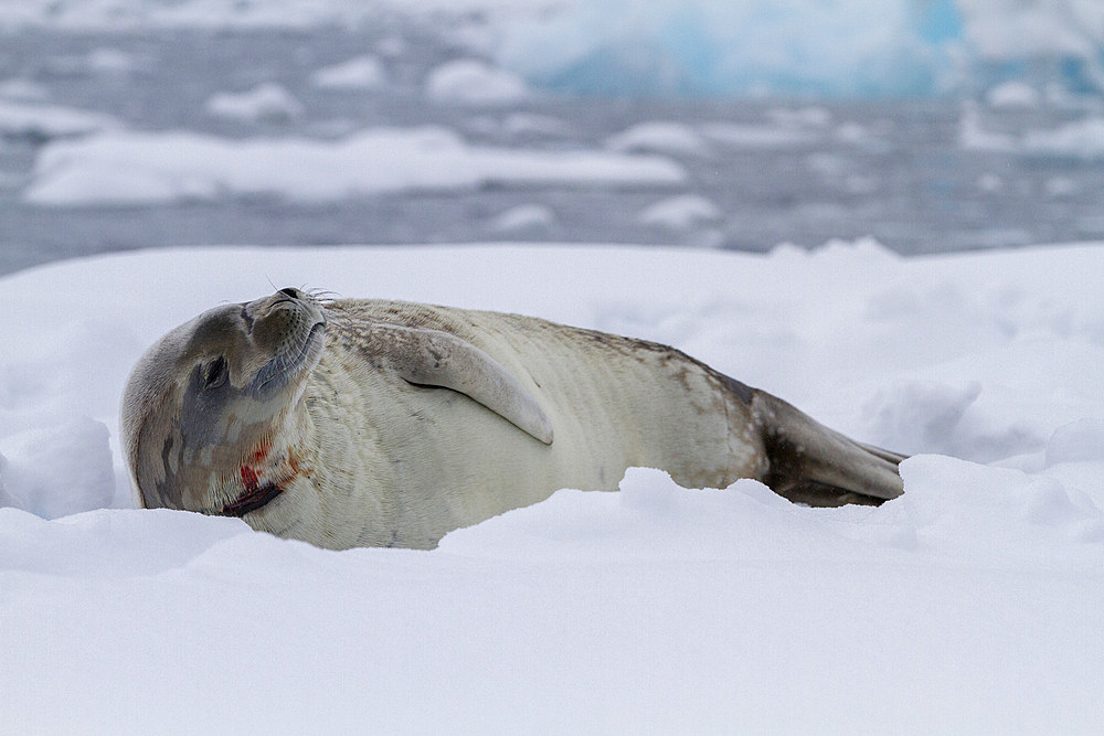 Weddell Seal (Leptonychotes weddellii), hauled out on ice at Half Moon Island, Antarctica, Southern Ocean, Polar Regions