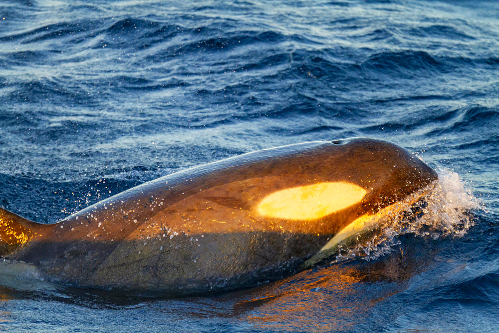 A large pod of Gerlache Strait type B killer whales (Orcinus orca), traveling and socializing in Gerlache Strait, Antarctica, Polar Regions