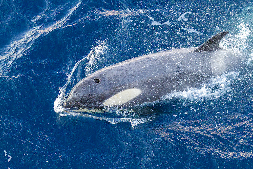 A large pod of Gerlache Strait type B killer whales (Orcinus orca), traveling and socializing in Gerlache Strait, Antarctica, Polar Regions