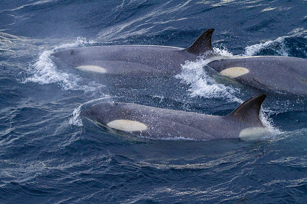 A large pod of Gerlache Strait type B killer whales (Orcinus orca), traveling and socializing in Gerlache Strait, Antarctica, Polar Regions