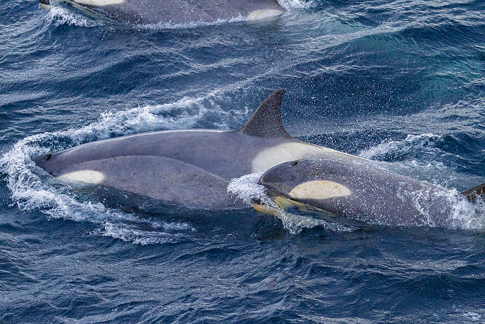 A large pod of Gerlache Strait type B killer whales (Orcinus orca), traveling and socializing in Gerlache Strait, Antarctica, Polar Regions