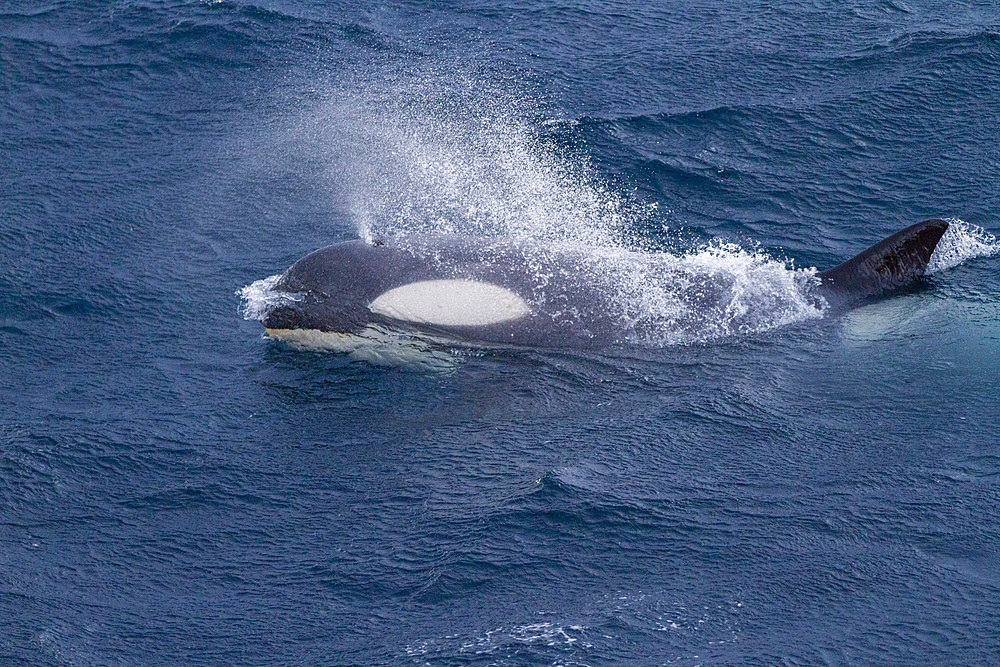 A large pod of Gerlache Strait type B killer whales (Orcinus orca), traveling and socializing in Gerlache Strait, Antarctica, Polar Regions